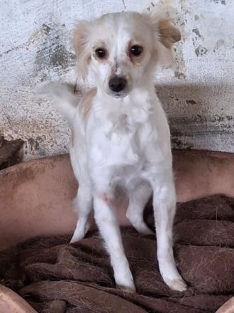 Isara, geb. ca. 07/2024, lebt in GRIECHENLAND, auf einer privaten Pflegestelle