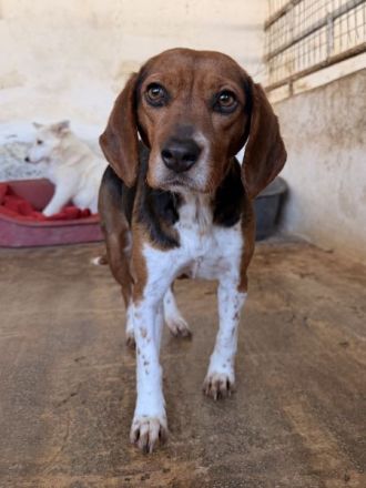 Isotta, geb. ca. 02/2022, lebt in GRIECHENLAND, auf einer privaten Pflegestelle