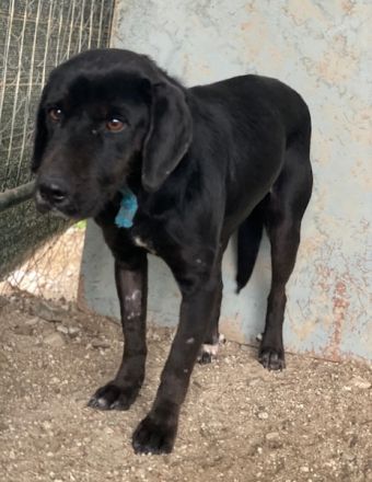 Nea, geb. ca. 02/2023, lebt in GRIECHENLAND, auf einer privaten Pflegestelle