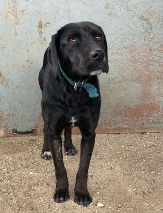 Nea, geb. ca. 02/2023, lebt in GRIECHENLAND, auf einer privaten Pflegestelle