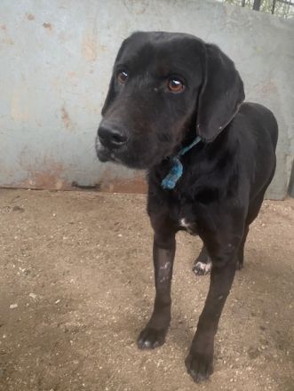 Nea, geb. ca. 02/2023, lebt in GRIECHENLAND, auf einer privaten Pflegestelle