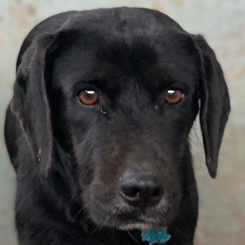 Nea, geb. ca. 02/2023, lebt in GRIECHENLAND, auf einer privaten Pflegestelle