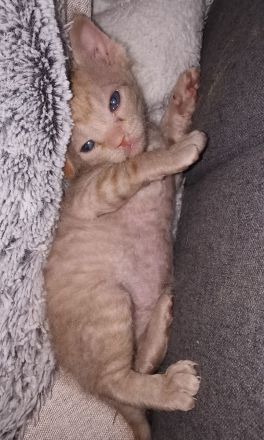 Süße Don Sphynx Kitten