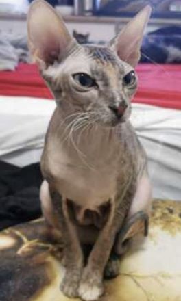 Süßes Don Sphynx Kitten