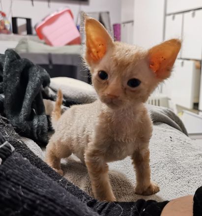 Süße Don Sphynx Kitten