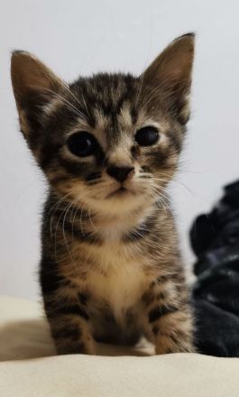 Süße Don Sphynx Kitten