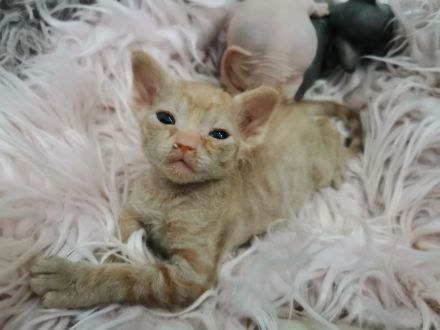 Süße Don Sphynx Kitten