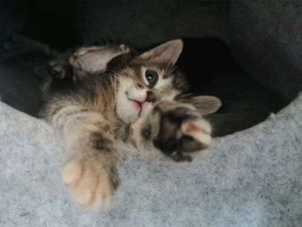 Süße Don Sphynx Kitten