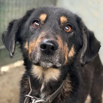 Seli, geb. ca. 02/2021, lebt in GRIECHENLAND, auf einer privaten Pflegestelle