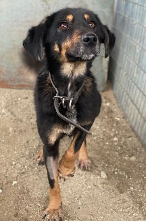 Seli, geb. ca. 02/2021, lebt in GRIECHENLAND, auf einer privaten Pflegestelle