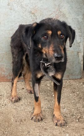 Seli, geb. ca. 02/2021, lebt in GRIECHENLAND, auf einer privaten Pflegestelle