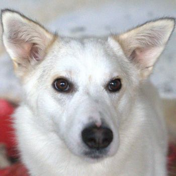 Thimia, geb. ca. 07/2023, lebt in GRIECHENLAND, auf einer privaten Pflegestelle