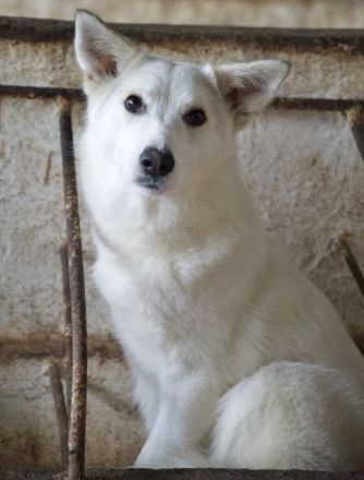 Thimia, geb. ca. 07/2023, lebt in GRIECHENLAND, auf einer privaten Pflegestelle