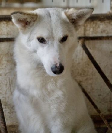 Thimia, geb. ca. 07/2023, lebt in GRIECHENLAND, auf einer privaten Pflegestelle