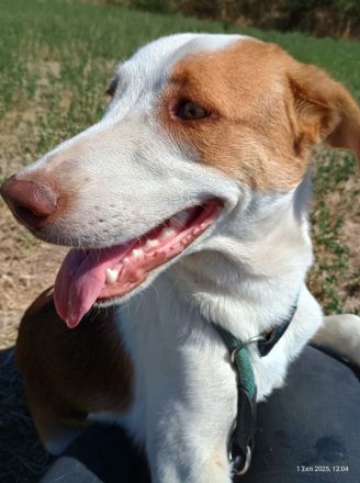 Doria, geb. ca. 12/2024, lebt in GRIECHENLAND, auf einer privaten Pflegestelle