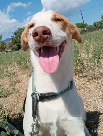 Doria, geb. ca. 12/2024, lebt in GRIECHENLAND, auf einer privaten Pflegestelle