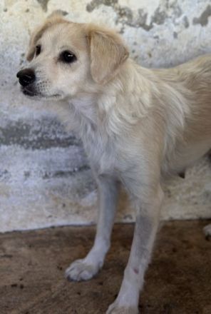 Eyra, geb. ca. 04/2023, lebt in GRIECHENLAND, auf einer privaten Pflegestelle