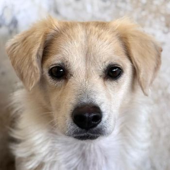 Eyra, geb. ca. 04/2023, lebt in GRIECHENLAND, auf einer privaten Pflegestelle