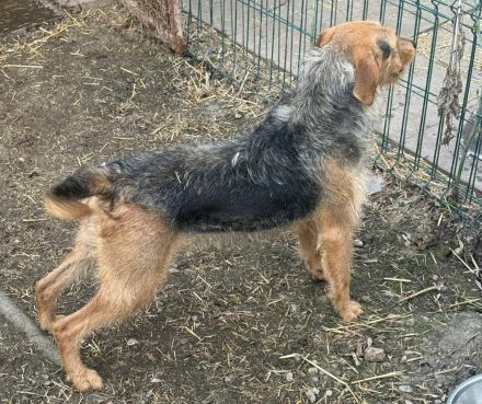 Leilani - ist eine sanfte und freundliche Hündin