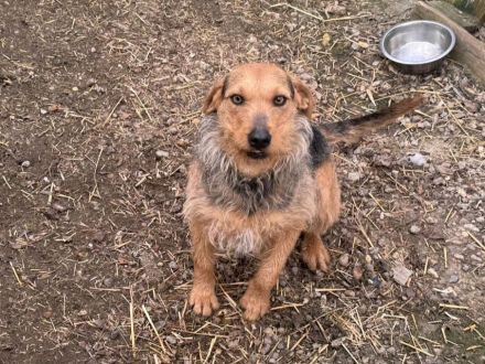 Leilani - ist eine sanfte und freundliche Hündin