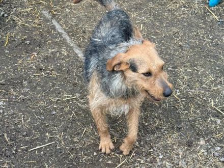 Leilani - ist eine sanfte und freundliche Hündin