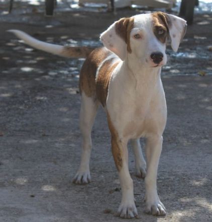 Nivara und Tanu, geb. ca. 11/2024, leben in GRIECHENLAND, auf einer privaten Pflegestelle