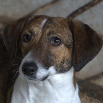 Nivara und Tanu, geb. ca. 11/2024, leben in GRIECHENLAND, auf einer privaten Pflegestelle