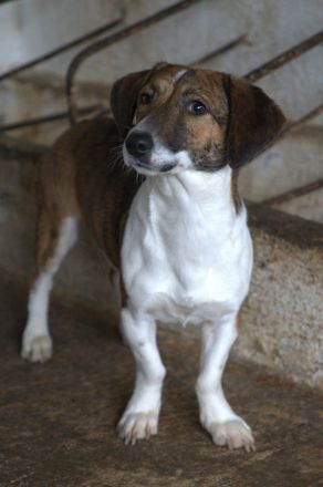 Nivara und Tanu, geb. ca. 11/2024, leben in GRIECHENLAND, auf einer privaten Pflegestelle