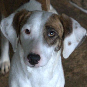 Nivara und Tanu, geb. ca. 11/2024, leben in GRIECHENLAND, auf einer privaten Pflegestelle