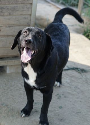 Ria, geb. ca. 10/2024, lebt in GRIECHENLAND, im städt. Tierheim Serres