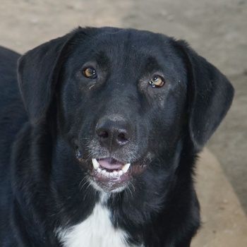 Ria, geb. ca. 10/2024, lebt in GRIECHENLAND, im städt. Tierheim Serres