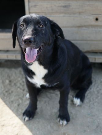 Ria, geb. ca. 10/2024, lebt in GRIECHENLAND, im städt. Tierheim Serres