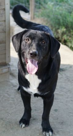 Ria, geb. ca. 10/2024, lebt in GRIECHENLAND, im städt. Tierheim Serres