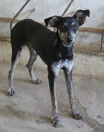 Savina, geb. ca. 01/2025, lebt in GRIECHENLAND, auf einer privaten Pflegestelle