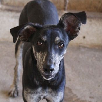 Savina, geb. ca. 01/2025, lebt in GRIECHENLAND, auf einer privaten Pflegestelle