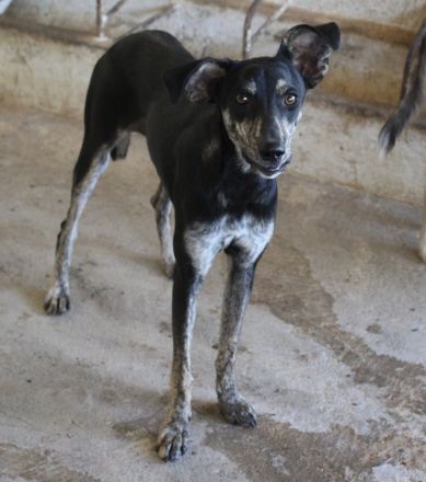 Savina, geb. ca. 01/2025, lebt in GRIECHENLAND, auf einer privaten Pflegestelle