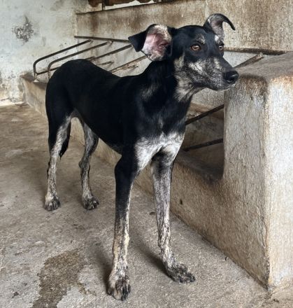 Savina, geb. ca. 01/2025, lebt in GRIECHENLAND, auf einer privaten Pflegestelle