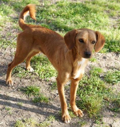 Shiva, geb. ca. 01/2025, lebt in GRIECHENLAND, auf einer privaten Pflegestelle