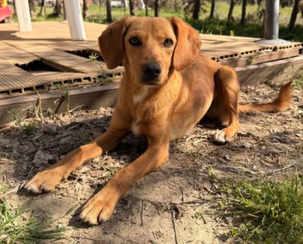 Shiva, geb. ca. 01/2025, lebt in GRIECHENLAND, auf einer privaten Pflegestelle