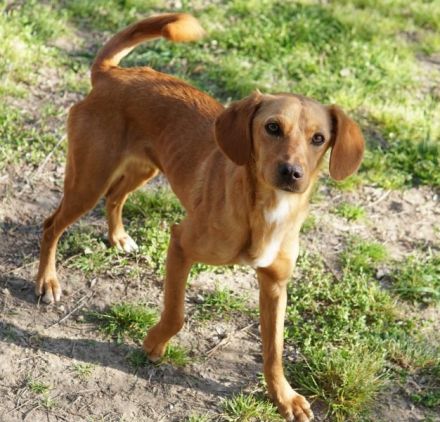 Shiva, geb. ca. 01/2025, lebt in GRIECHENLAND, auf einer privaten Pflegestelle