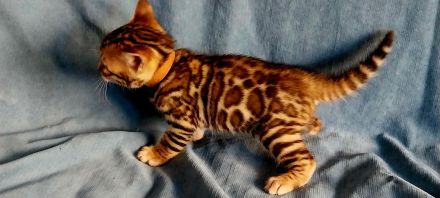 Bengal Kitten mit wunderschönen Rosetten