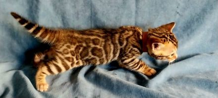 Bengal Kitten mit wunderschönen Rosetten