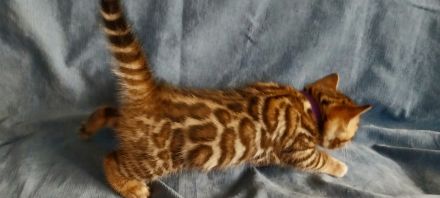 Bengal Kitten mit wunderschönen Rosetten