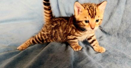 Bengal Kitten mit wunderschönen Rosetten
