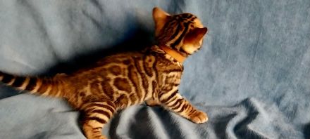 Bengal Kitten mit wunderschönen Rosetten