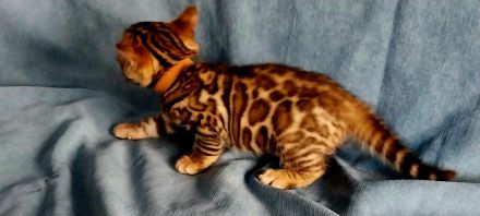 Bengal Kitten mit wunderschönen Rosetten