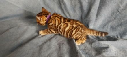 Bengal Kitten mit wunderschönen Rosetten