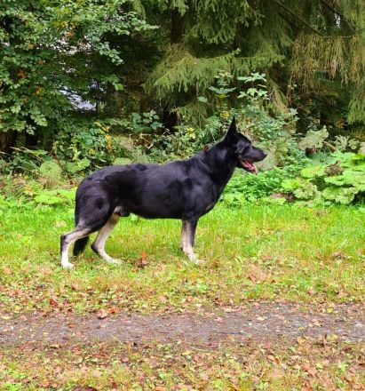 Osteuropäischer Schäferhund