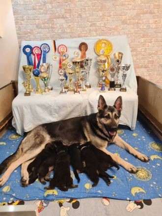 Osteuropäischer Schäferhund