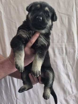 Osteuropäischer Schäferhund